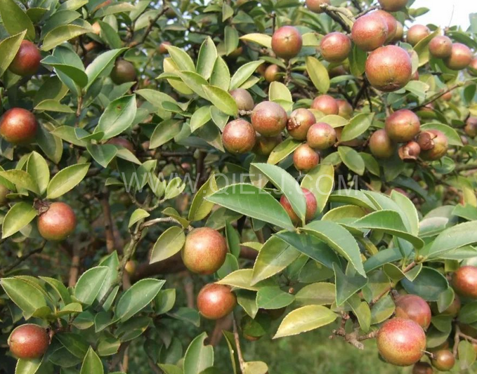 茶籽油壓榨設(shè)備認(rèn)準(zhǔn)企鵝機(jī)械，性能穩(wěn)定操作便利(圖1)